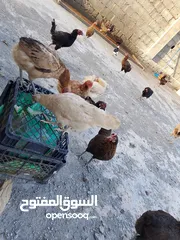 1 دجاج عماني بيع