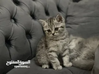  12 كتن سكوتش فولد و ستريت وام منتجه
