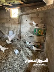  3 جواز بلونيات وجواز يهوديات
