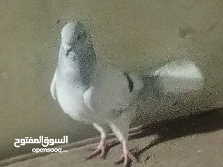  4 حمام للبيع