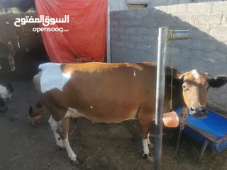  2 بقرة جيرسيه فيهاا حليب واااااافر م شاء الله.