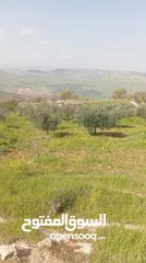  1 ارض للبيع في منطقه صروت