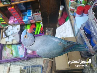  10 ببغاء دره لون ازرق طفره