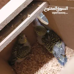  7 بسمله الرحمان الرحيم زوج تحتيهن ثلث فراخ   ويجي معهن ثلاثت أناث واحد ذكر بصلاة على النبي