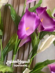  25 شجر زينه جديد للبيع اشكال واحجام مختلفه تصل لطول 2متر وتبدا اسعار من 5دينار ويوجد توصيل