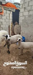  6 عنم قبرصي الاصلي
