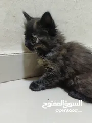  4 قطط تبني الموقع عمان طبربور