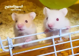  1 هامستر لطيف للبيع احجام