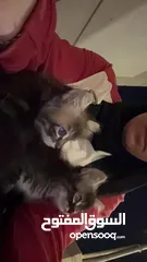  1 قطط سكوتش.