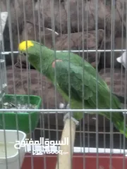  2 يلو كراون   حجم جانبو ريش كامل برخبط كلمات اكتير
