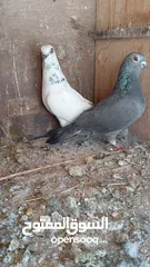  3 للبيع جواز