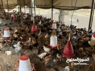  6 Pure Organic Chickens Eggs and Chicken alive available for sale