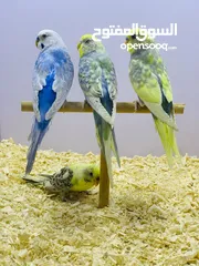  4 محمية طيور حب