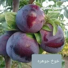  10 اقوى عروض بالمملكة   يوجد #مختصين #لتقليم #ورش #الاشجار #وصيانه #الحدائق