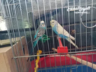  1 عصافير للبيع