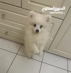  1 Pure pomeranian