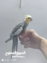  1 متوفر ذكر كوكتيل اليف الطير ماشاء الله نشيط واليف وما بعض ابدا ما بعرف اشي اسمو عض اليف وحبوب