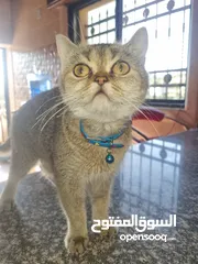 5 قطة من نوع سكوتش فولد .