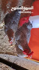  3 جاج زينه لبرجيني ساسكس