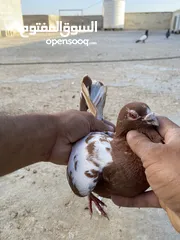  9 كوم حمام للبيع