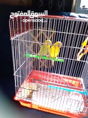  1 bird for sale