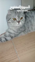  2 ذكر سكوتش فولد