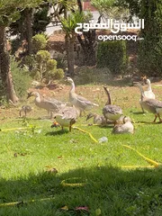  2 وز افريقي. بدل على طاؤوس