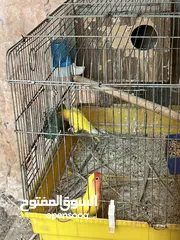  1 جوز روز لاتينيو انتاج ماكينة صلاة نبي