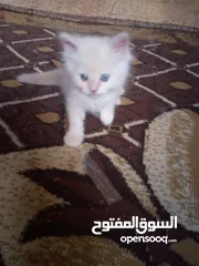  4 قطط للبيع  سكوتش فولد