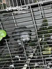  3 ببغاء  كاسكو اليف ما بعض  و الريش الي لونو احمر مكتمل و عندما تشتري الببغاء بيجي معو قفص وبزر