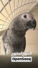  2 كاسيكو سوبر جامبو 5 شهور