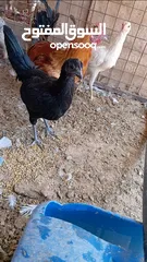  2 دجاج بلدي نخب للبيع