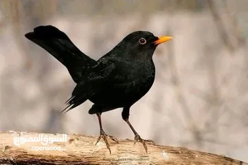 5 حسون صحراوي  شحرور.