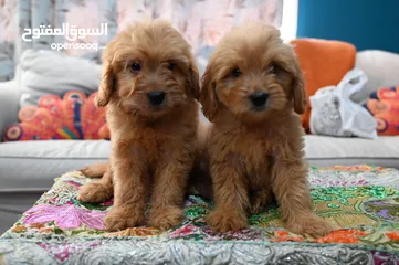  3 GoldenDoodle Male Puppies For Sale in UAE