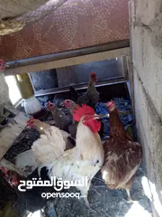  4 دجاج بلدي مع ديكً للبيع