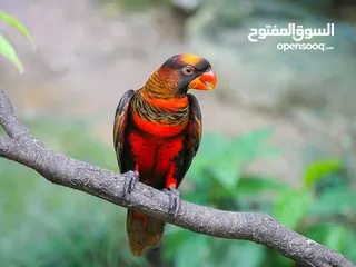  6 ببغاء شوف الوصف