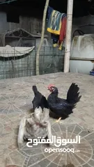  2 دجاج حب حب صيني