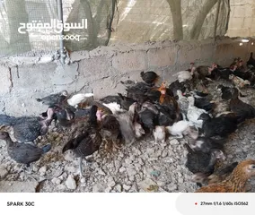  2 فراخ بلدي ومشكل