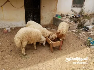  2 خرفان للبيع