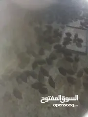  4 طيور فري سوبر جامبو البيع