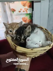  7 قطط للبيع شيرازي مع الأم