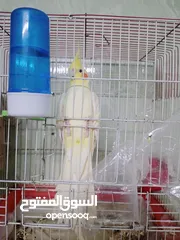  2 ذكر كوكتيل لاتينو ثوب كامل حجم جامبو عمر سنتين ونصف نصف أليف يصفر تصفيرات كتيرة جاهز للتزاوج