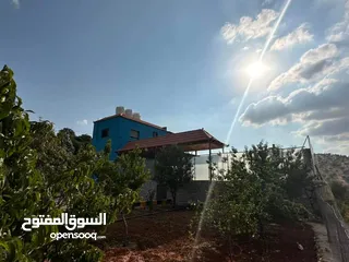  3 شارع الاردن الكمشة العالوك