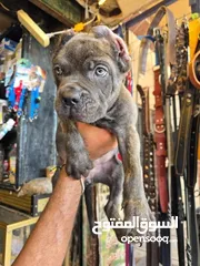  1 للبيع جرو كين كورسو بلو نوز