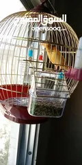  2 عصفور كناري ذكر للبيع