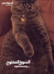  4 للبيع قط ذكر معقم سمونش فولد
