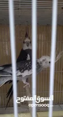  11 روز وكوكتيل حب