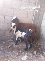  3 شخلتين سكان مخيم حطين