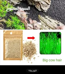  2 نوفرلكم بذور احواض السمك بطلب