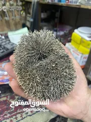  2 حيوان أليف اسم كنفد